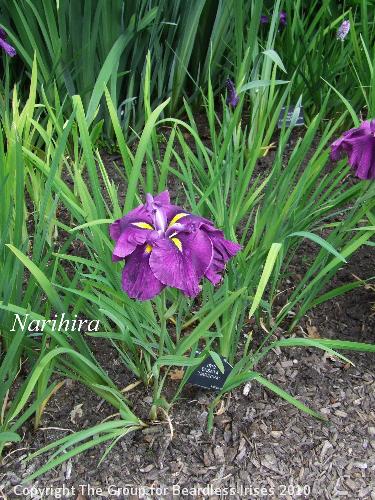 DSCF7404 - Narihira